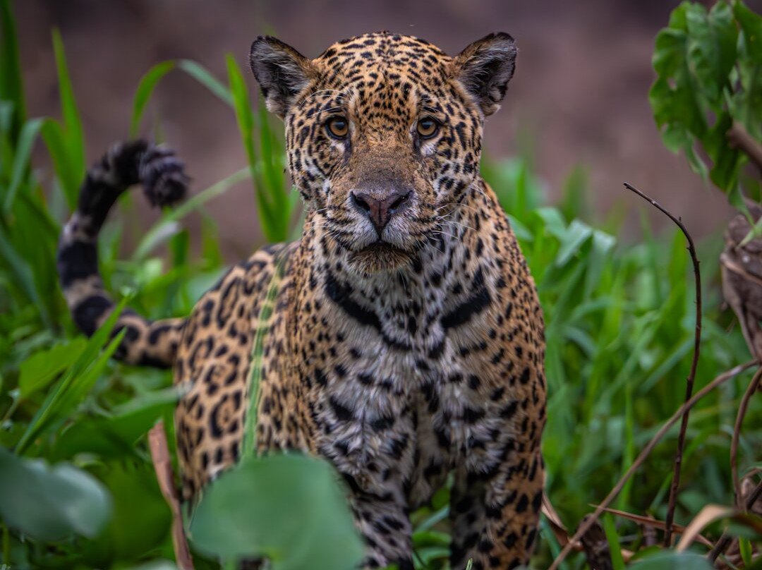 Olsen Photo Tours - Wildlife Experiences-Porto Jofre必去景点