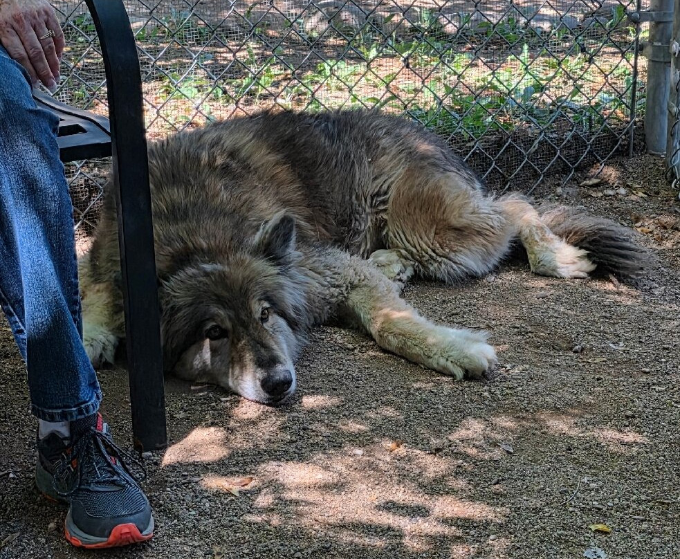 Sedona Wolf Sanctuary-Rimrock必去景点