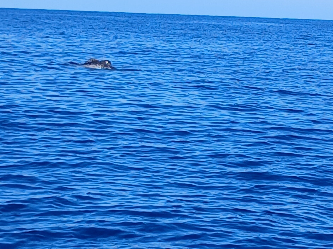 Balagne Aventures Corsica, promenades, excursions en bateau à Sant Ambroggio,en Balagne, en Corse-Lumio必去景点