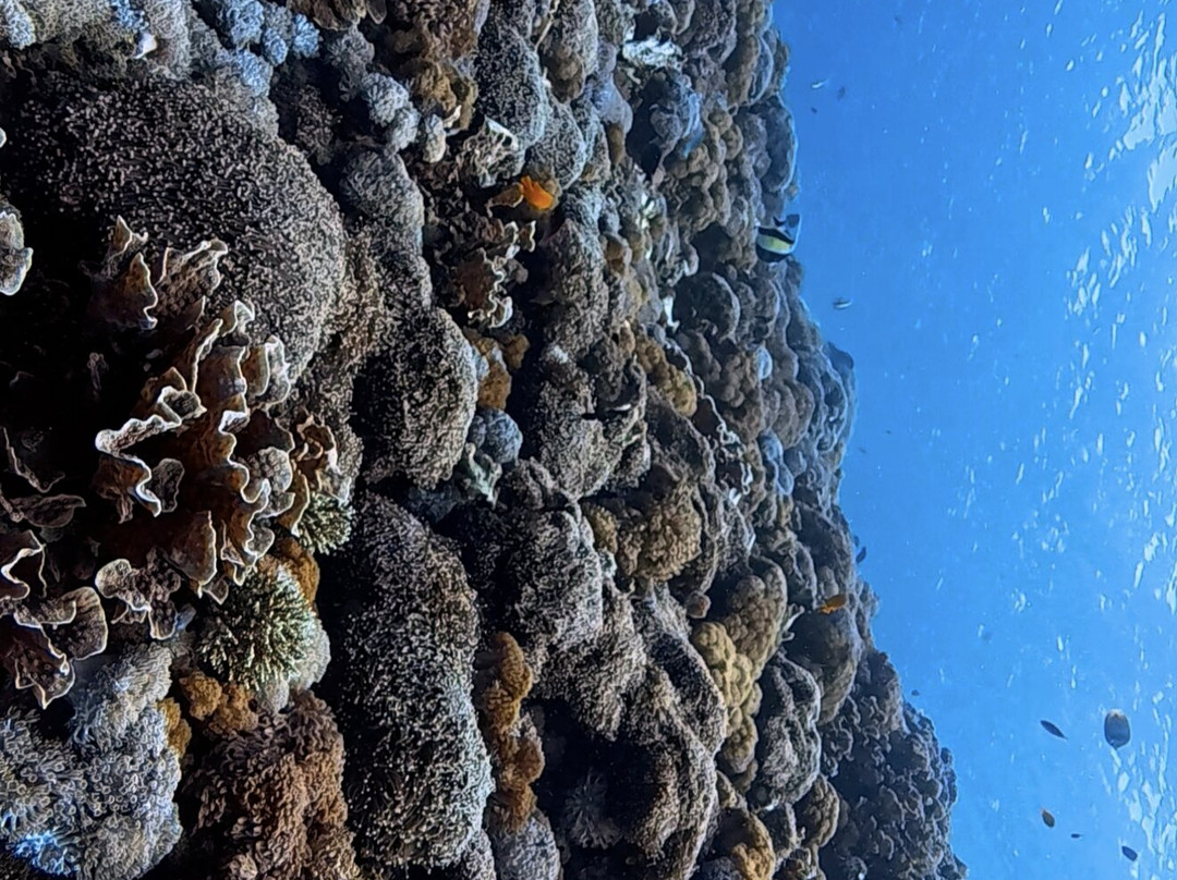 Nusablu Diving Penida-Kutampi Kaler必去景点