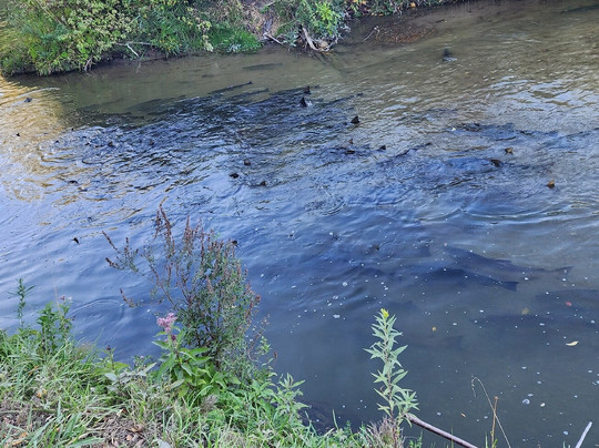 Bowmanville Creek Valley & Fish Ladder-Bowmanville必去景点