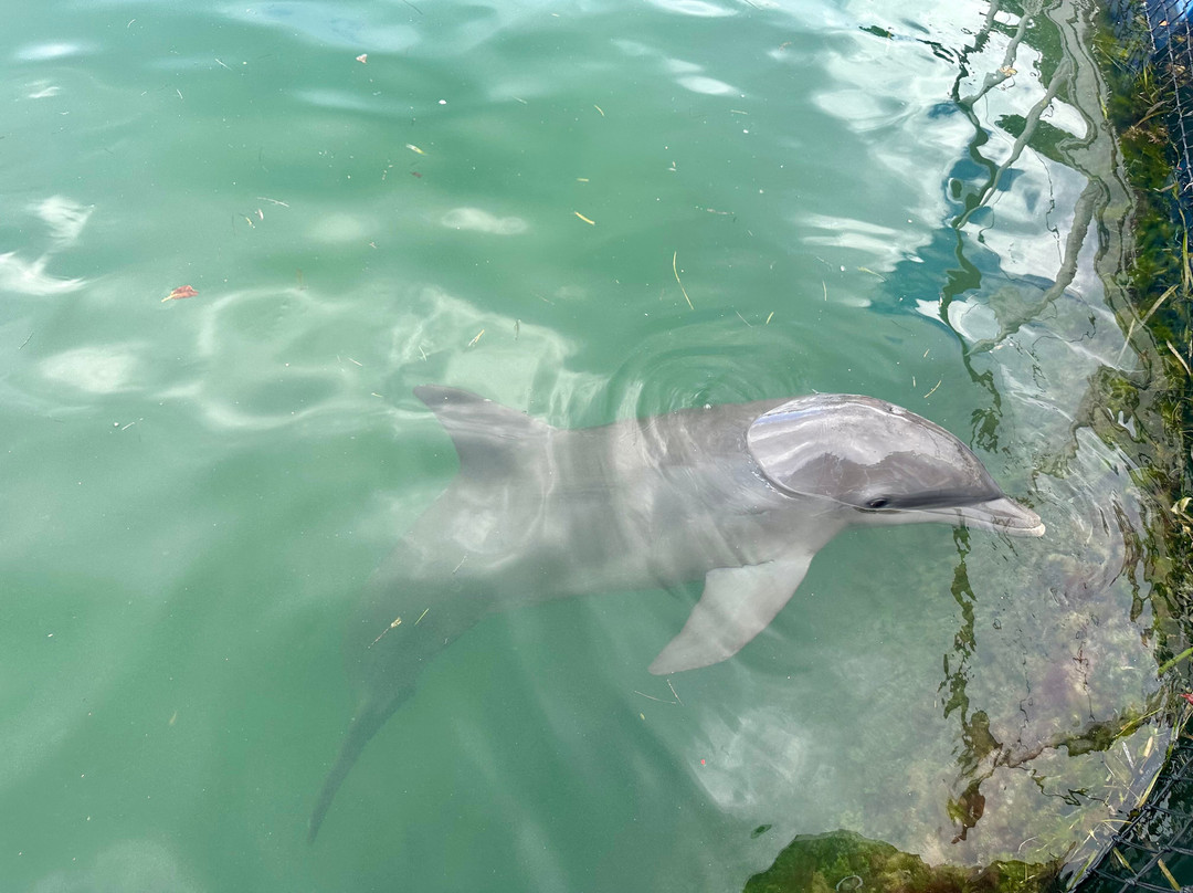 Delfinario-巴拉德罗必去景点