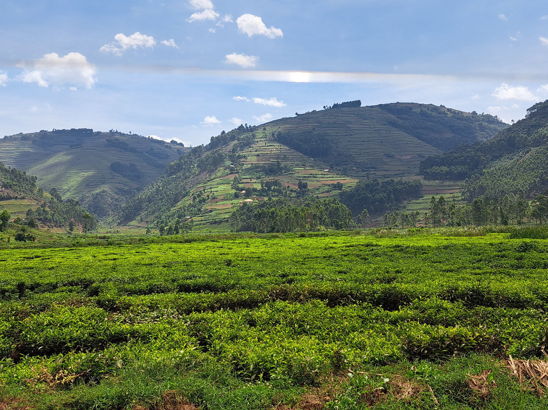 Kigezi Vima Safaris-Kibale National Park必去景点
