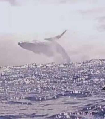 Bubbles Below-艾图塔基必去景点