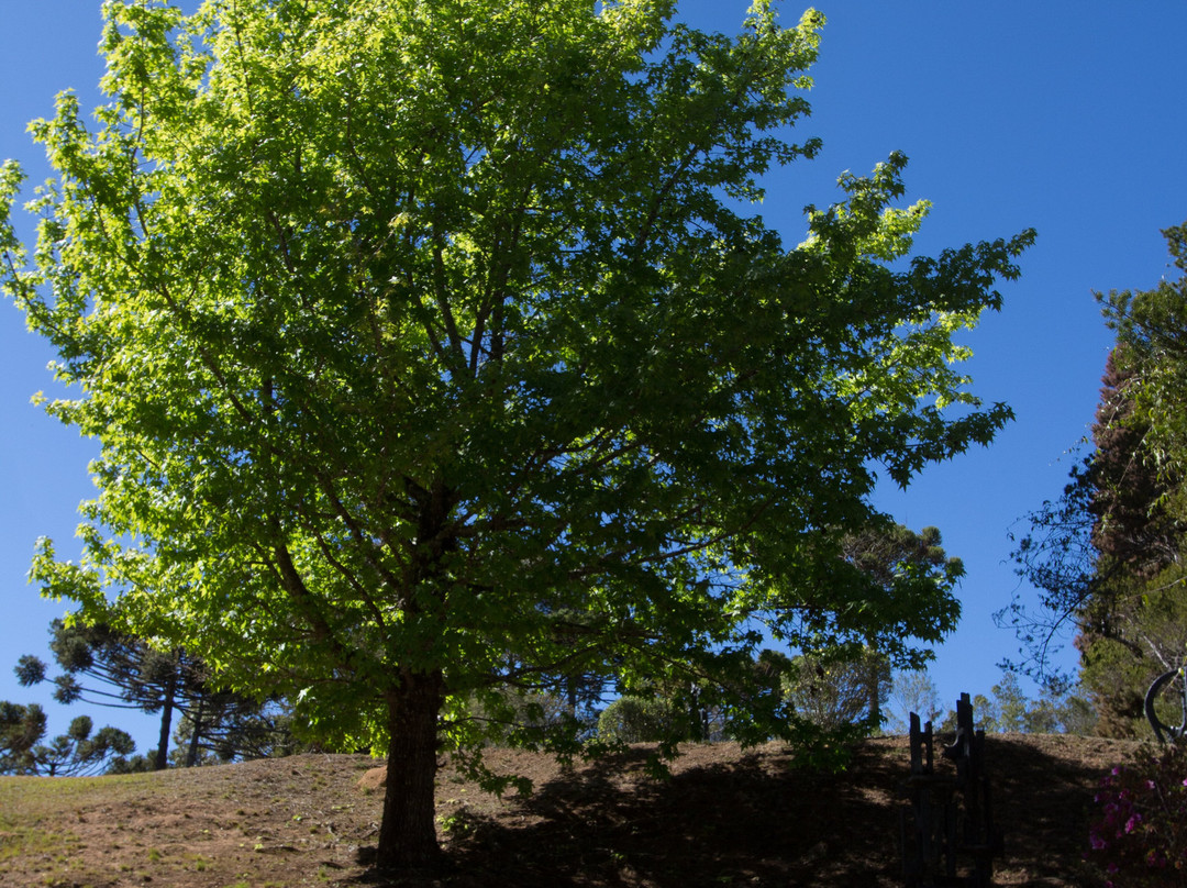 Museu Felícia Leirner-坎普斯－杜若尔当必去景点