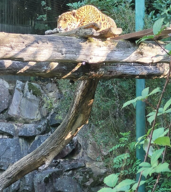 Saarbrucker Zoo-萨尔布吕肯必去景点