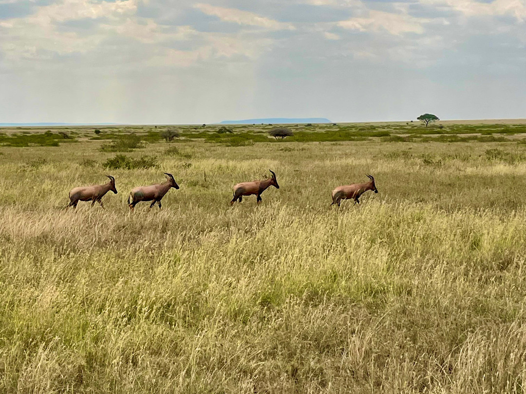 Active Tanzania Adventures-阿鲁沙必去景点