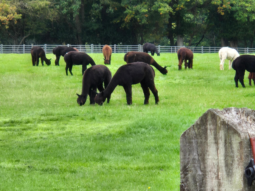 Alpaca Walking - With Spring Farm Alpacas-Fletching必去景点