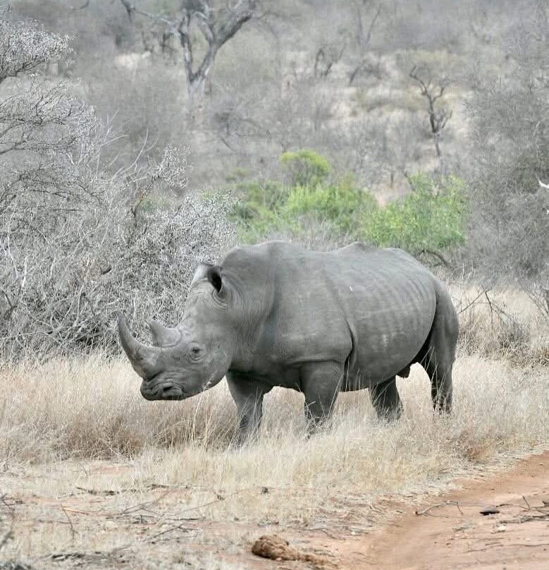 Wild Insight Safaris-Hluvukani必去景点