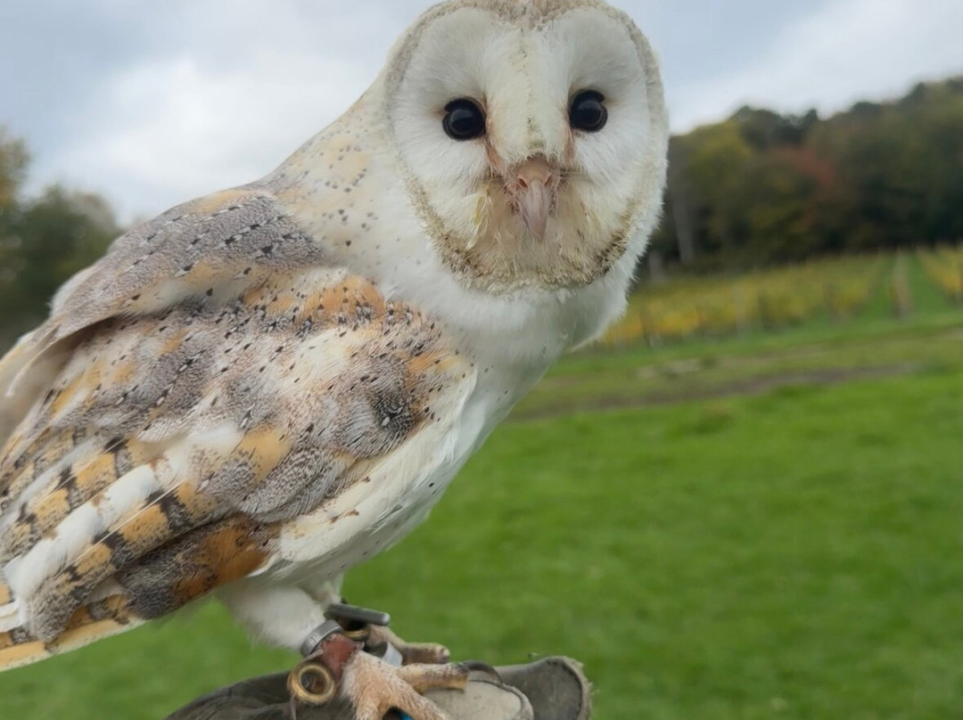 UK Owl And Raptor Centre-Groombridge必去景点