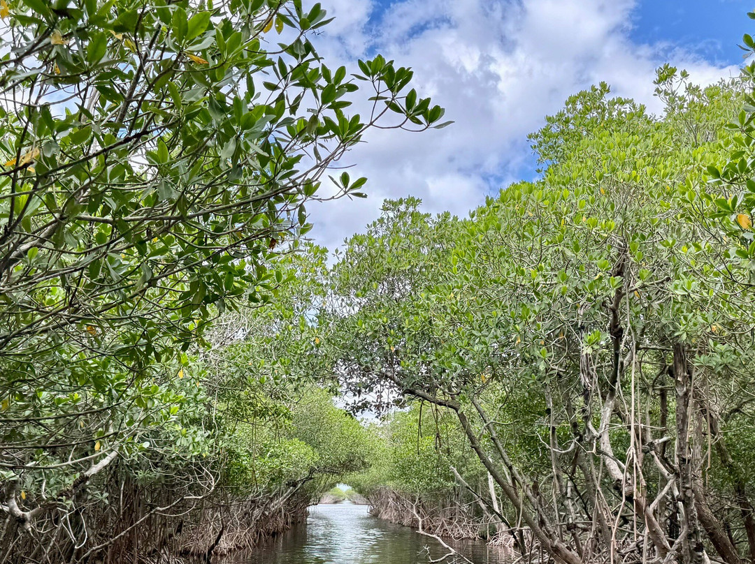 Everglades City Airboat Tours-大沼泽地必去景点