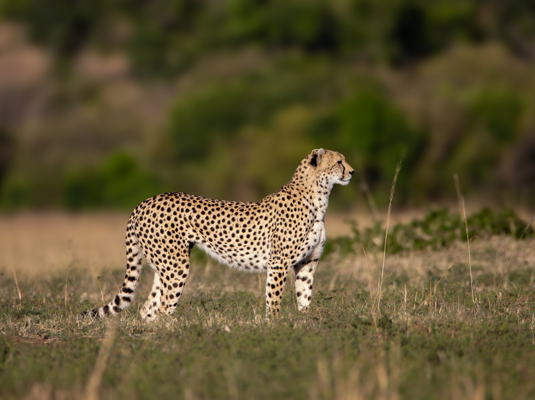 Cheetah Safaris-内罗毕必去景点