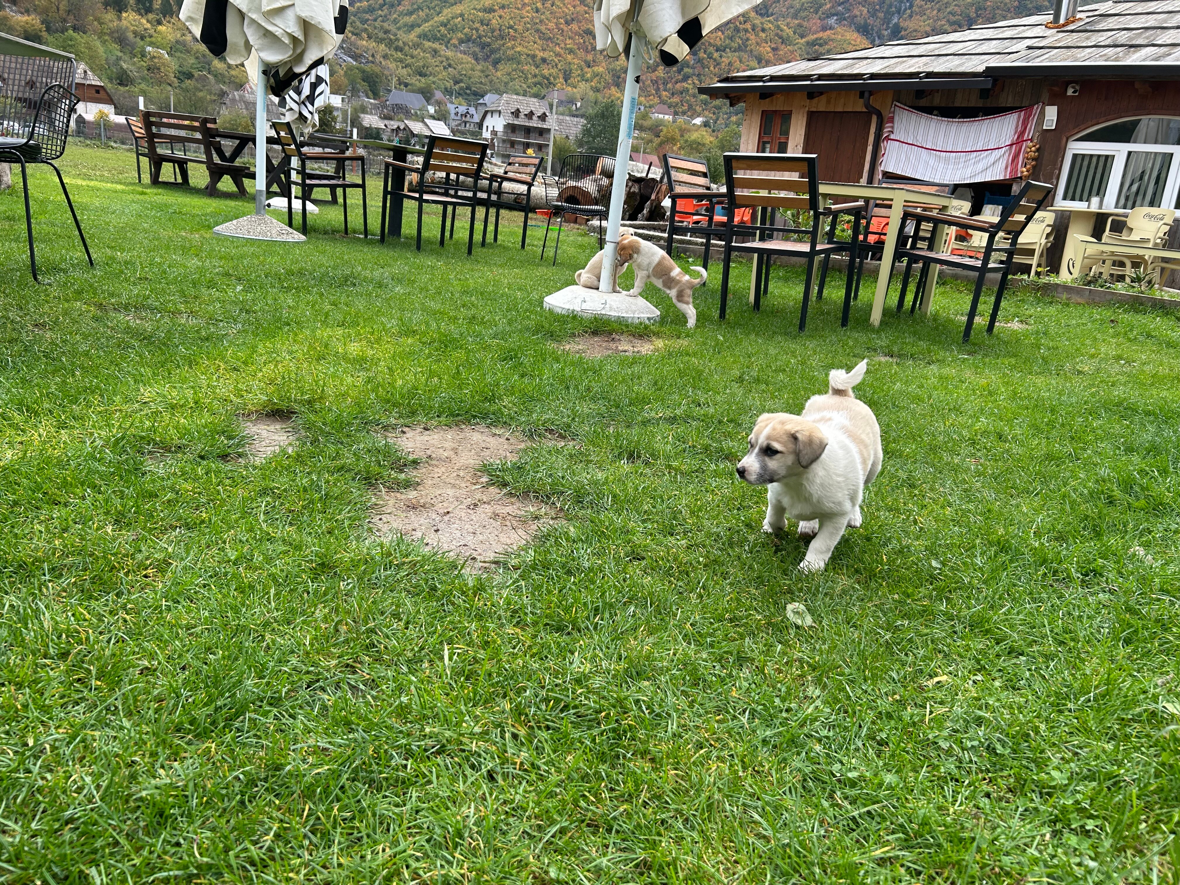 Bujtina Polia-官方