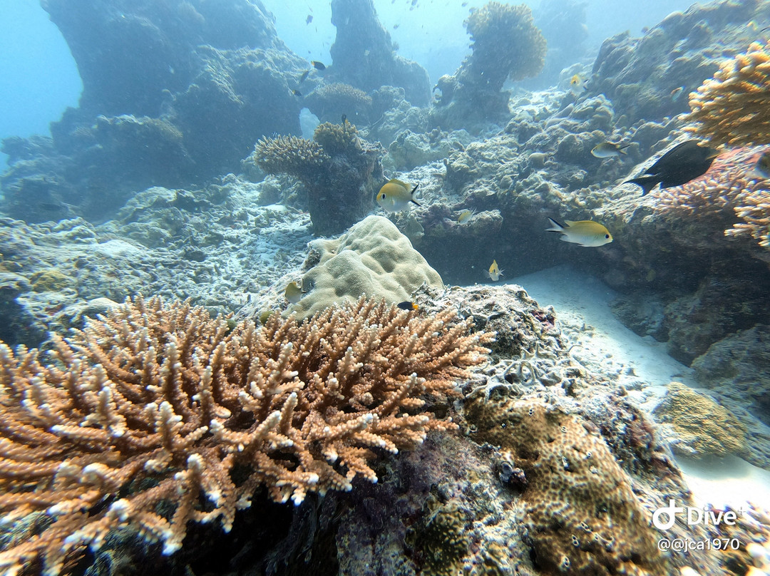 Sea Star Diving Center Thulusdhoo-Thulusdhoo Island必去景点