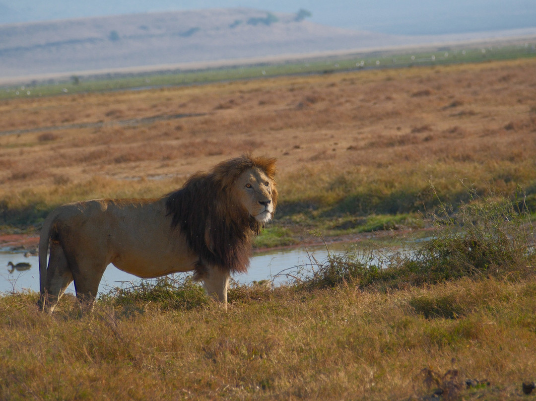 Etro Tours and Safaris-莫西必去景点