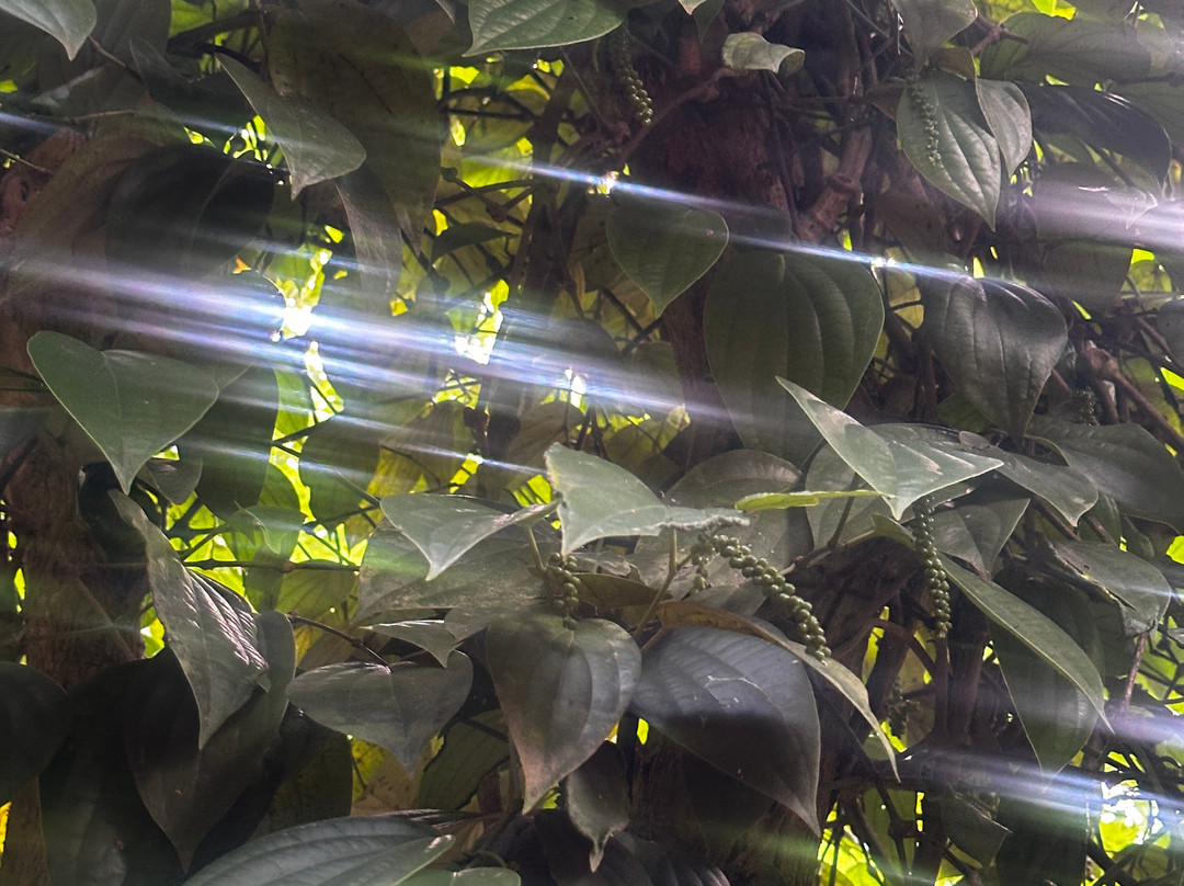 Kandy Spice Walk-康提必去景点