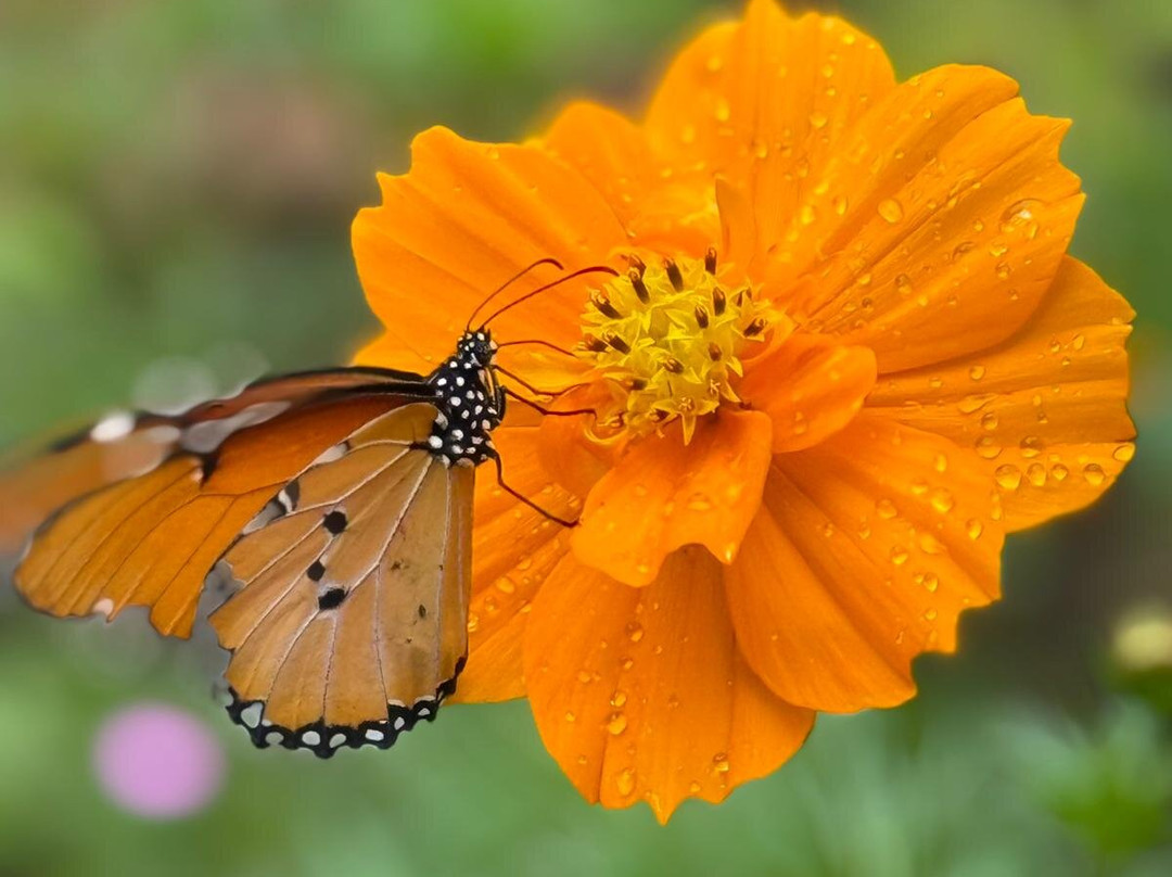 ZANZIWORLD TOURS-桑给巴尔岛必去景点