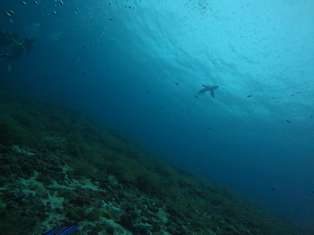 Mbi Divecenter-妈妈拍丝瓜岛必去景点