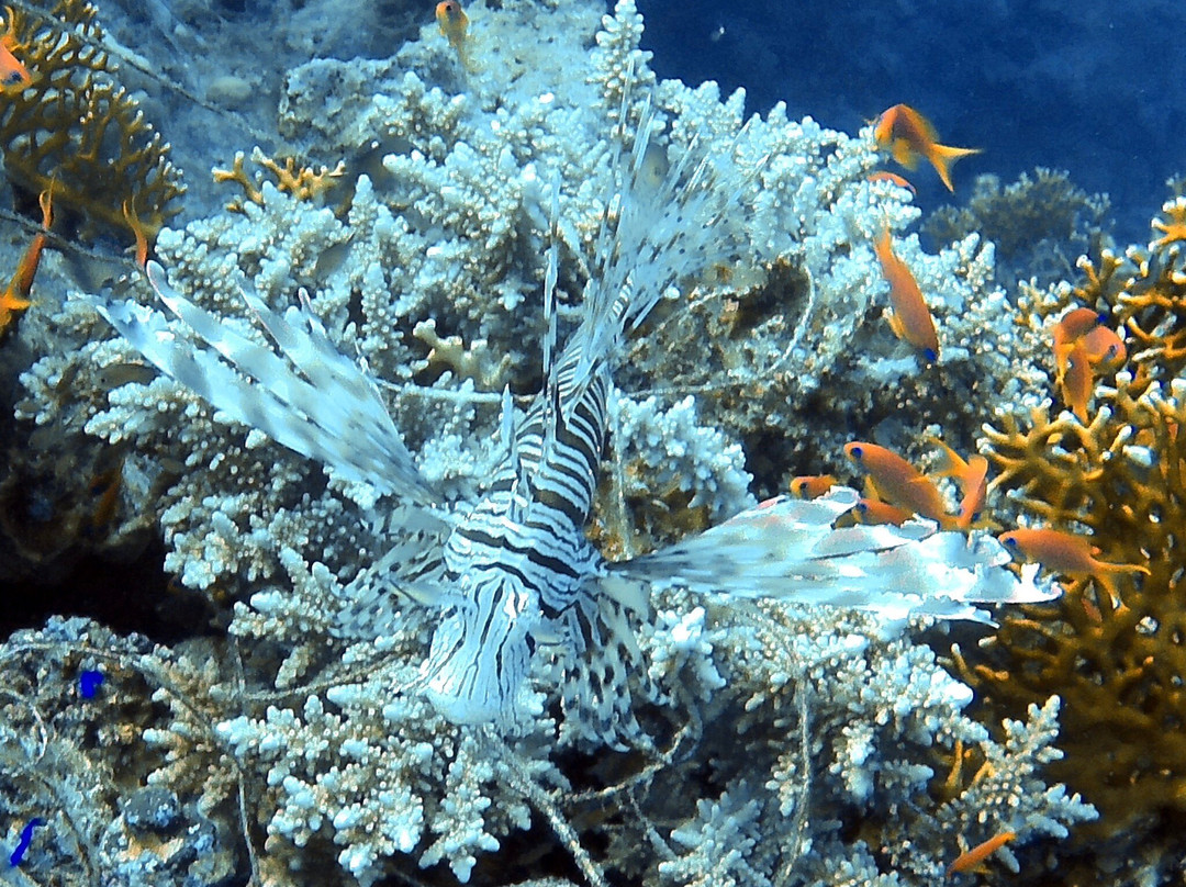 Red Sea Elite Diving-沙姆沙伊赫必去景点