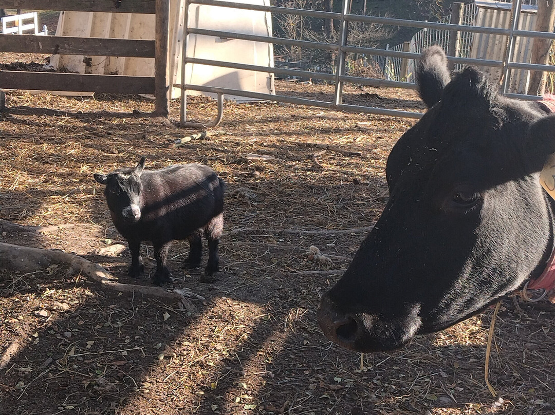 Miller Haus Bed and Breakfast主图