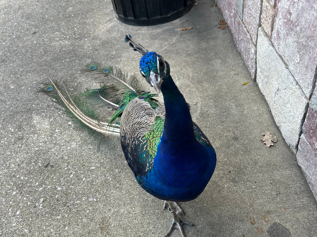 Brookfield Zoo-Brookfield必去景点