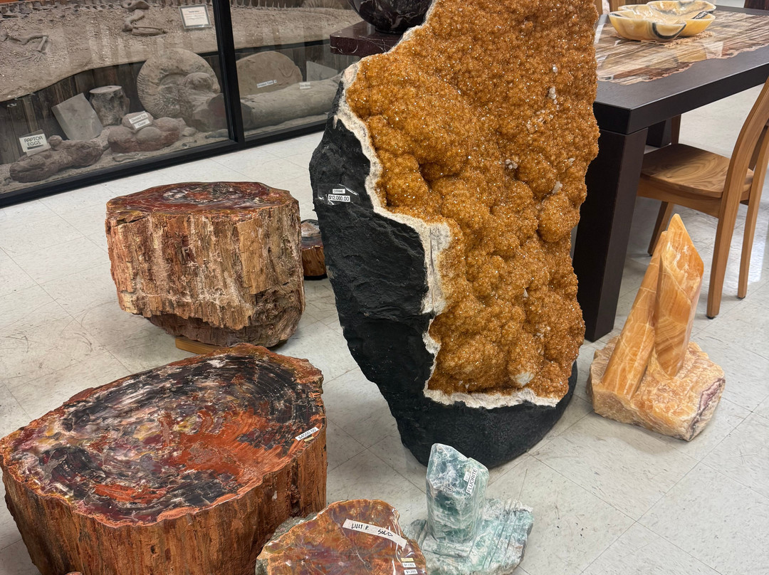 Jim Gray's Petrified Wood Co.-霍尔布鲁克必去景点