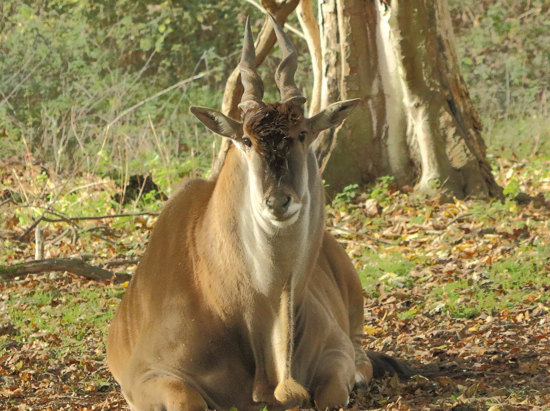 Watatunga Wildlife Reserve-金斯林必去景点