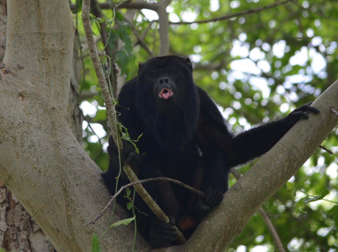 Wildlife Pantanal Tours-Cuiaba必去景点
