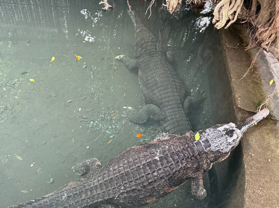 Atagawa Tropical & Alligator Garden-东伊豆町必去景点