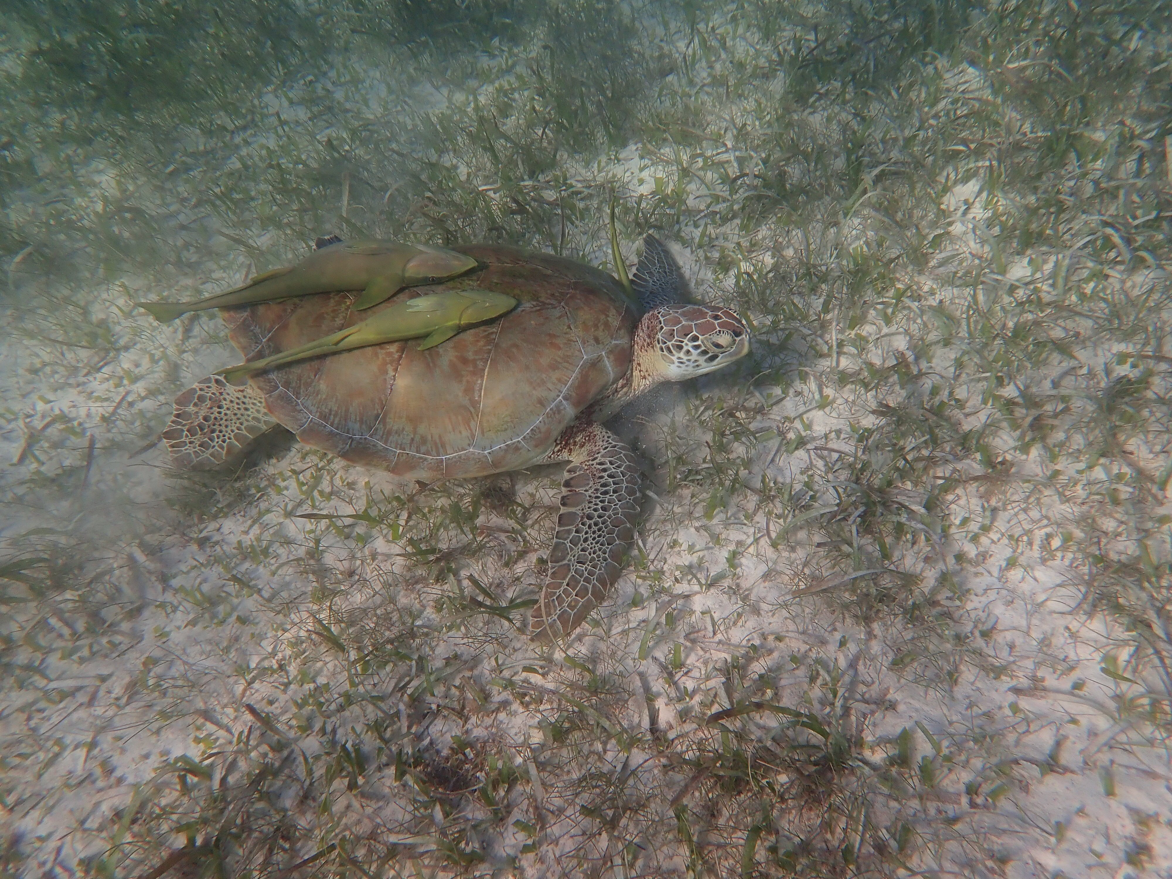 Secrets Akumal Riviera Maya-官方