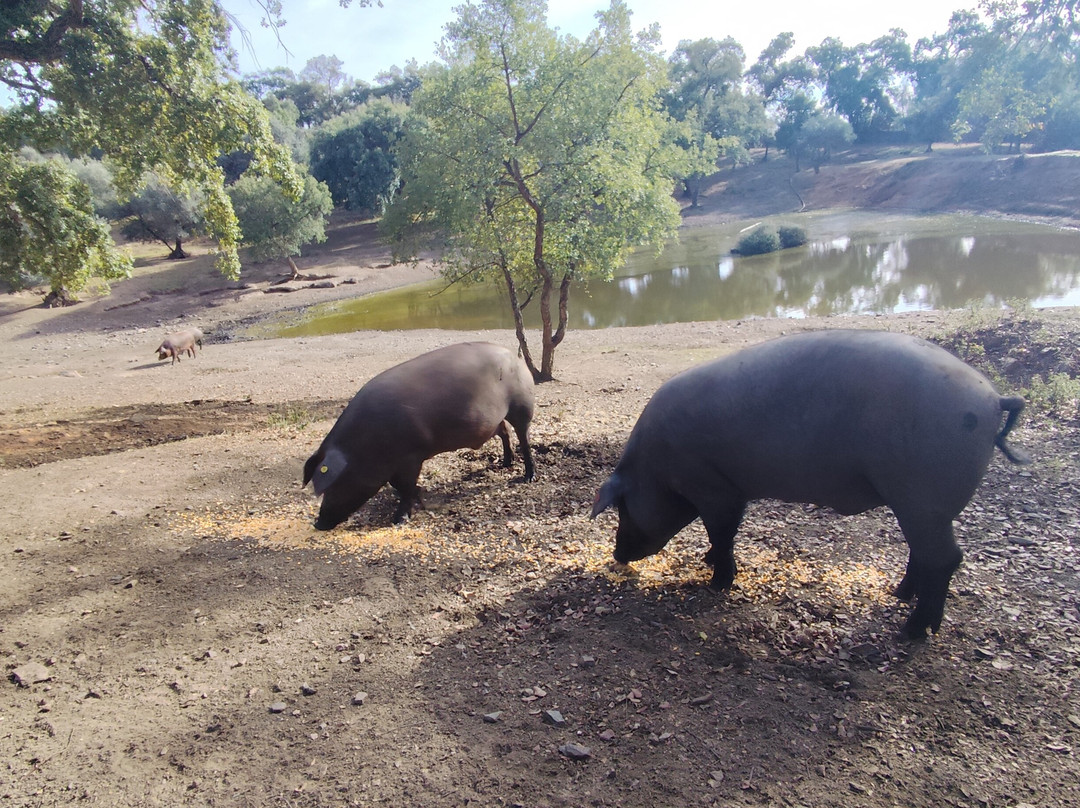 Ibéricos Vázquez-阿拉塞纳必去景点