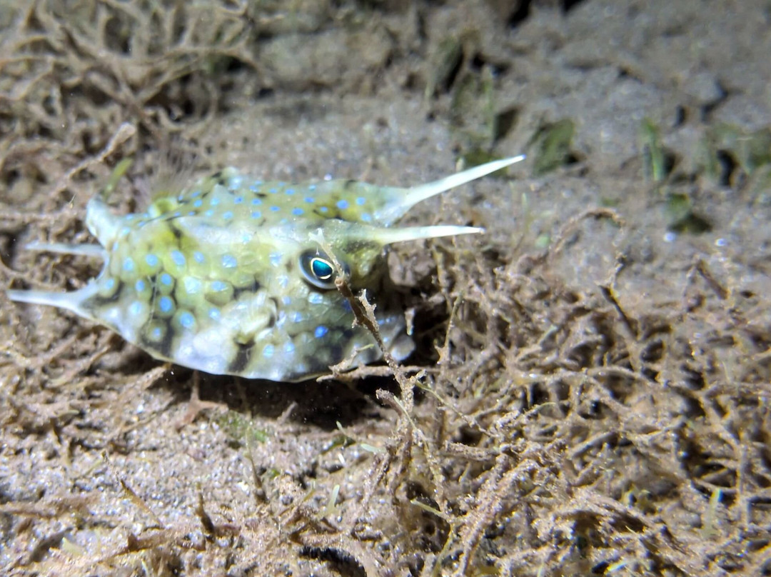 Ankermi Happy Dive Center-Maumere必去景点