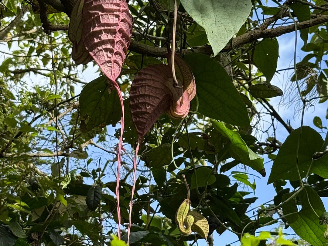 Monteverde Orchid Garden-圣埃伦娜必去景点
