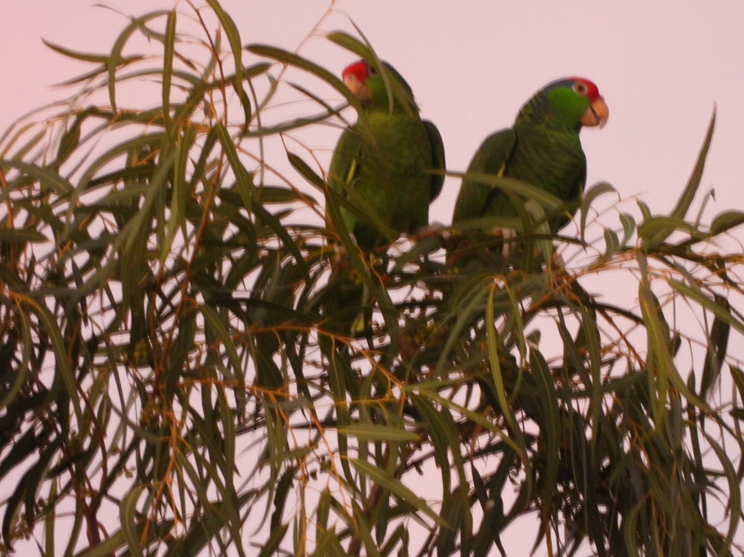 Joe and Tony Oliveira Park-布朗斯维尔必去景点