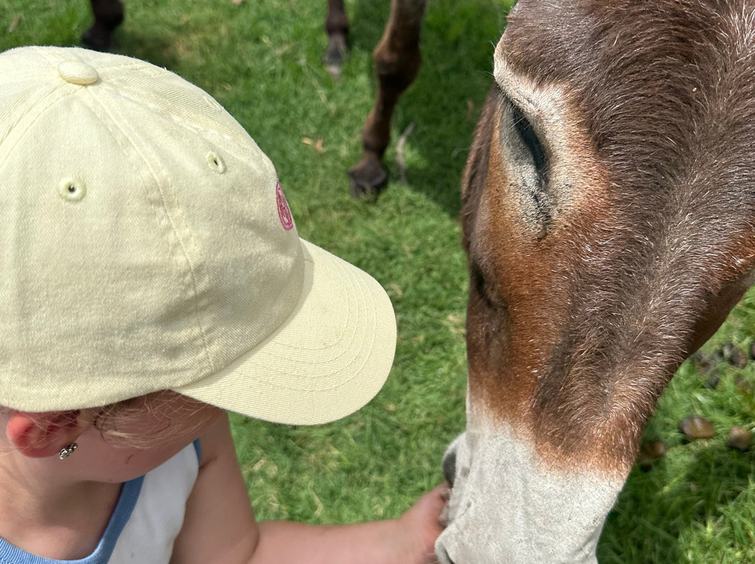Splitters Farm-邦德堡必去景点