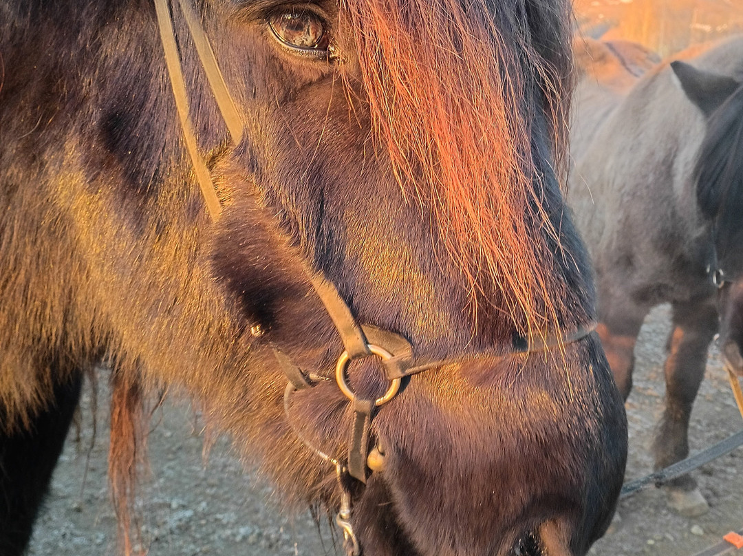 Eldhestar Volcano Horses-Olfus必去景点