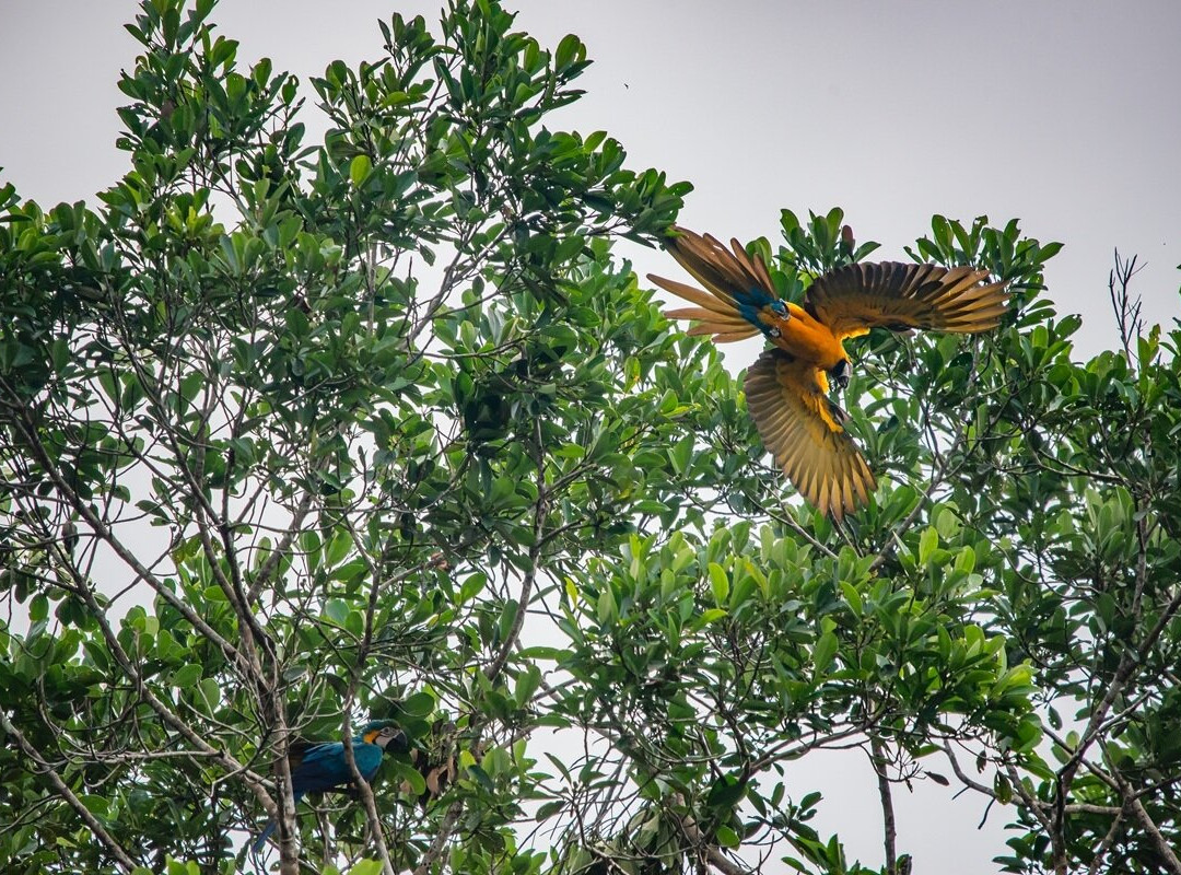 Cuyabeno Dolphin Lodge-Cuyabeno Wildlife Reserve必去景点