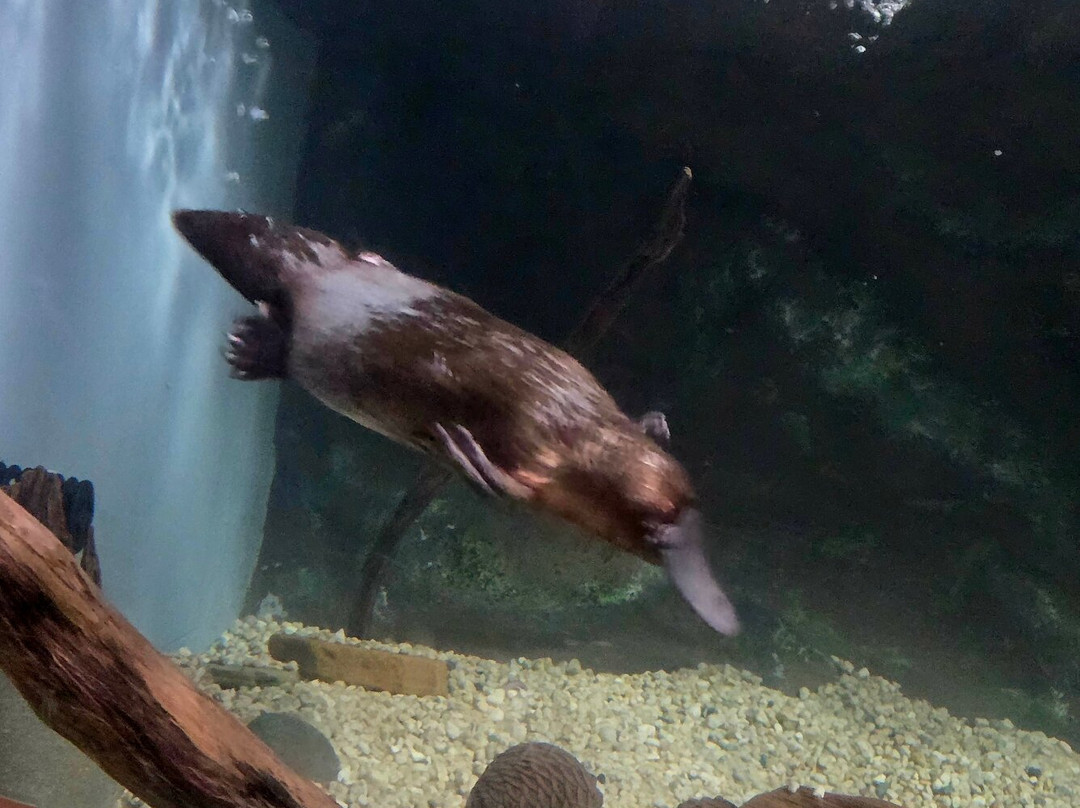 Platypus House-Beauty Point必去景点