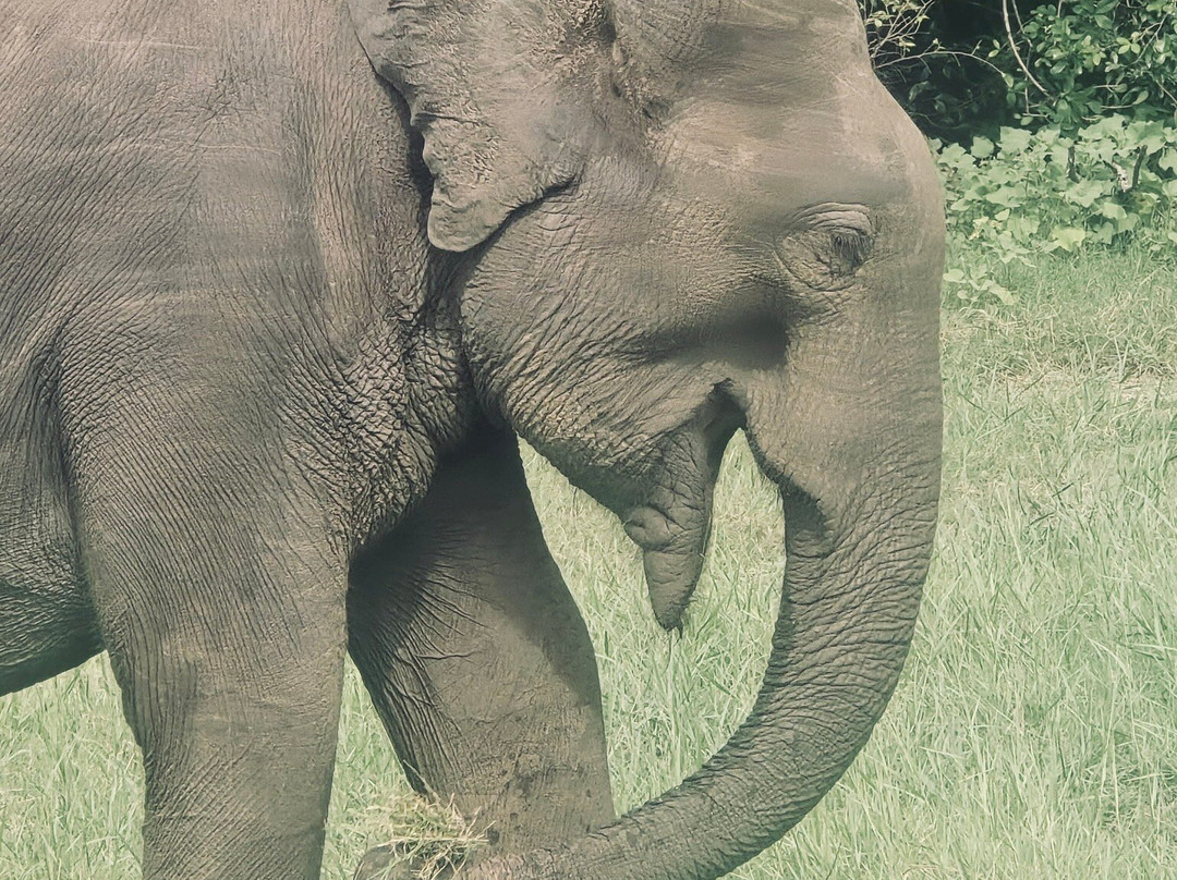 See Lanka Travels-Waikkal必去景点