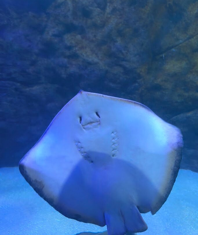 AquaRio-里约热内卢必去景点