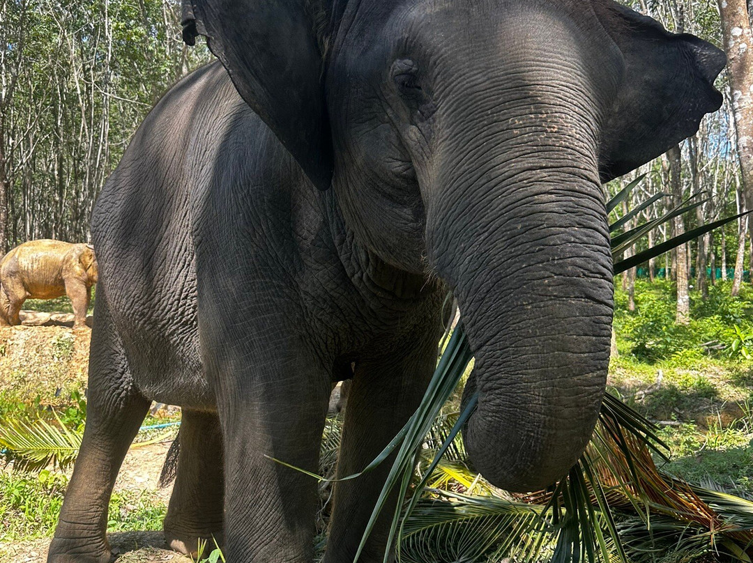 Lanta Island Safari Elephant Lover-Khlong Hin必去景点