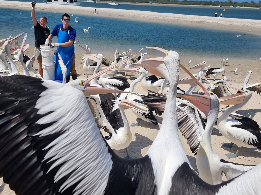 Pelican Feeding-拉布拉多必去景点