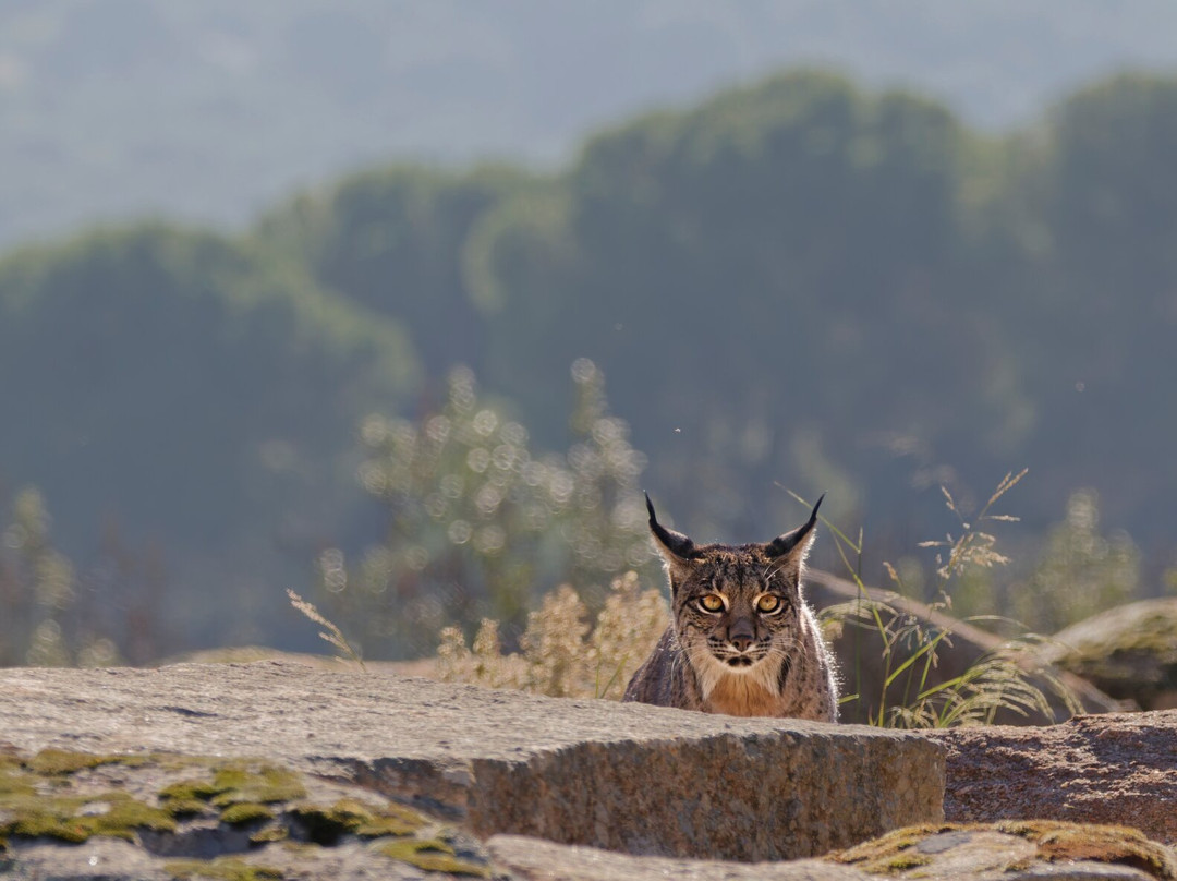 Birds&Lynx Ecotourism-La Carolina必去景点