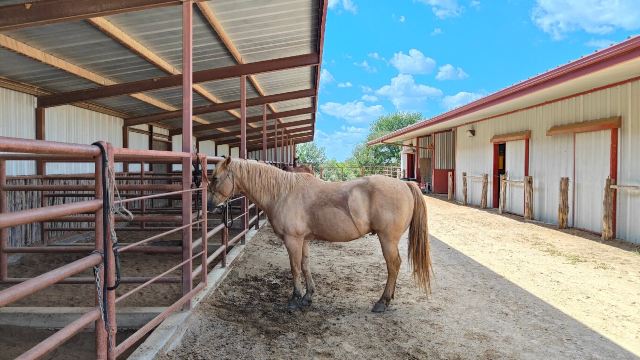 Wildcatter Ranch-官方