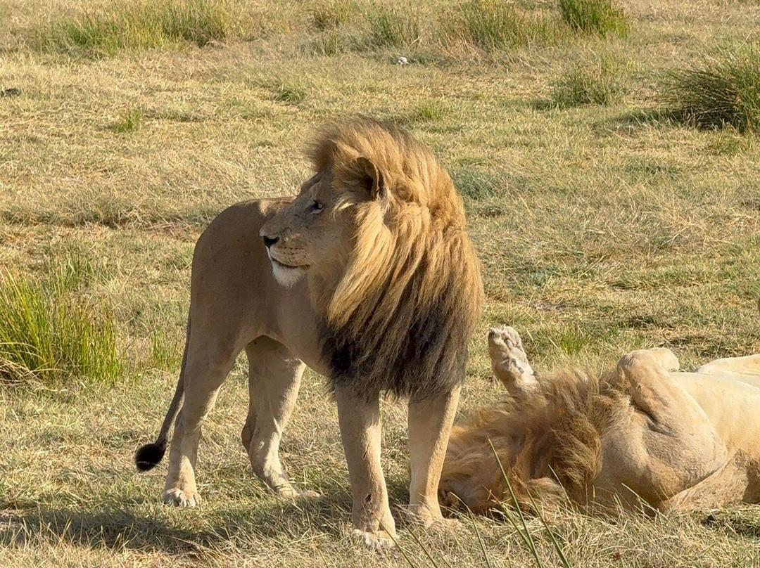 Nature's Land Safaris & Rentals-姆万扎必去景点