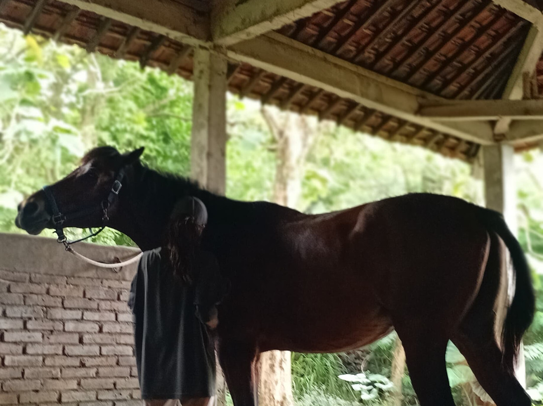 Havana Horses-沙拉迪加必去景点