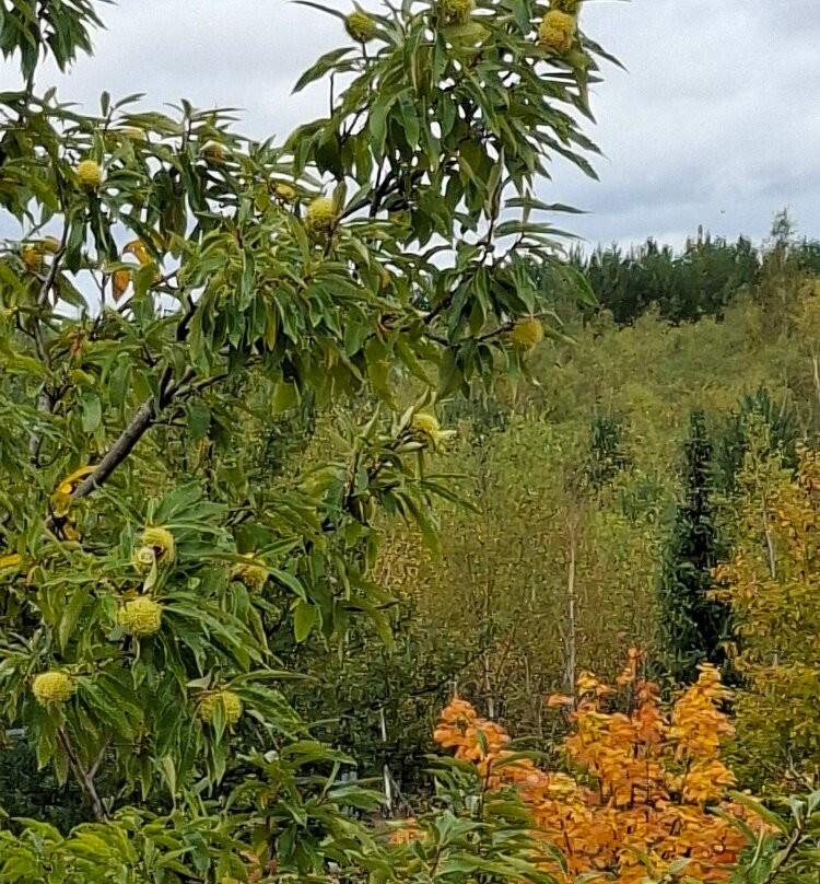 Lausitzer Findlingspark Nochten-Boxberg必去景点