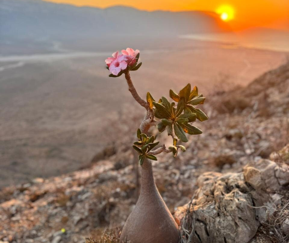 Wild Spirit Socotra-Hadiboh必去景点