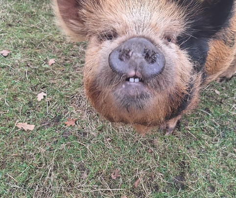 Het Land van Kempers-Geesteren必去景点