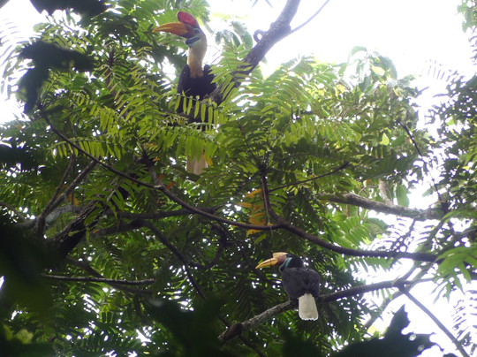 Tangkoko Wildlife Tour-比通必去景点